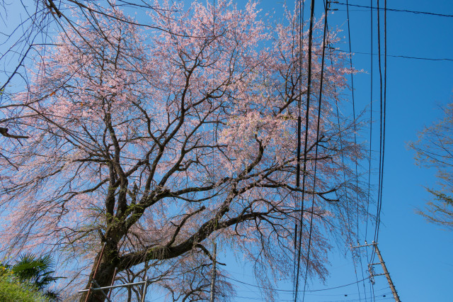 中山のしだれ桜